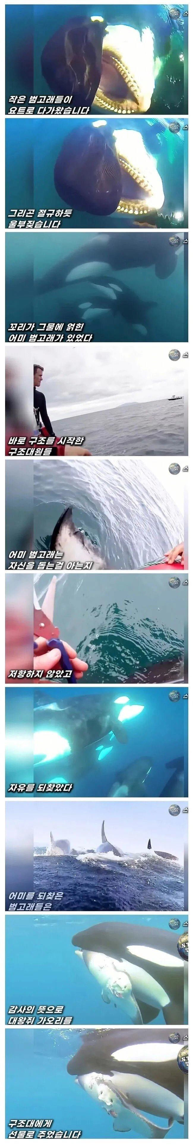 도움받은 범고래의 보답