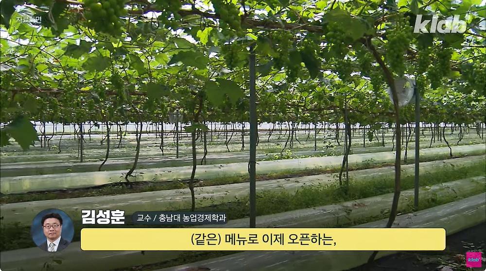 요즘 샤인머스캣 맛이 변한 진짜 이유