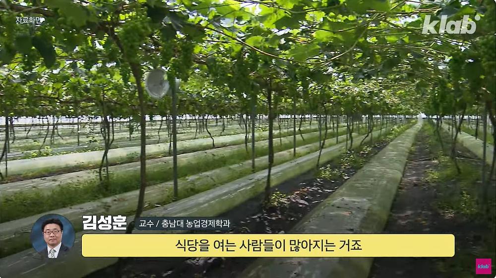 요즘 샤인머스캣 맛이 변한 진짜 이유