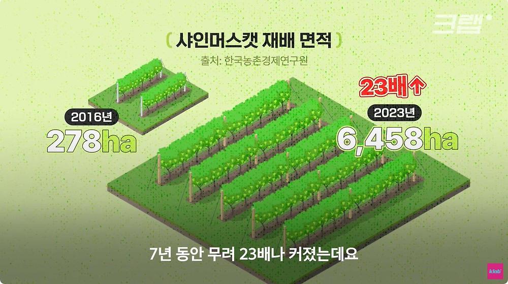 요즘 샤인머스캣 맛이 변한 진짜 이유