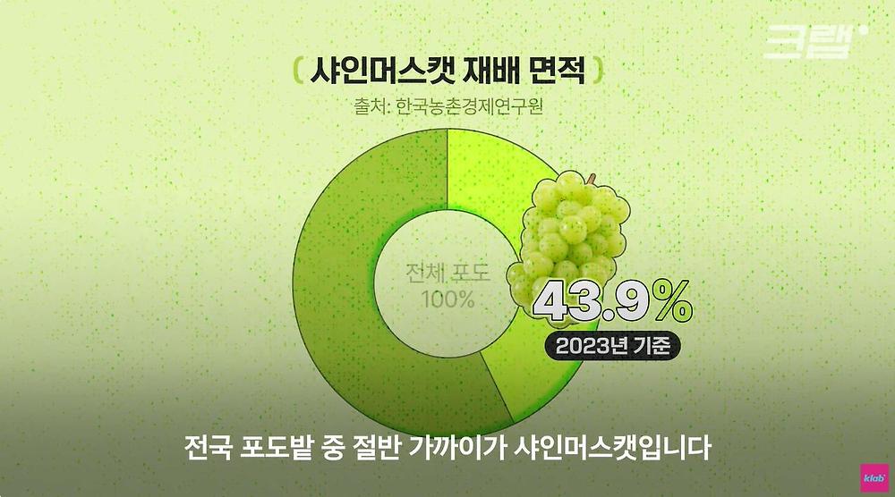 요즘 샤인머스캣 맛이 변한 진짜 이유