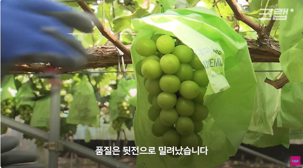 요즘 샤인머스캣 맛이 변한 진짜 이유