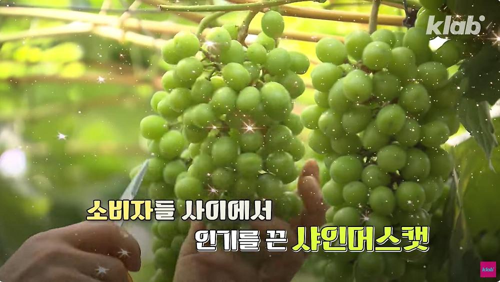 요즘 샤인머스캣 맛이 변한 진짜 이유