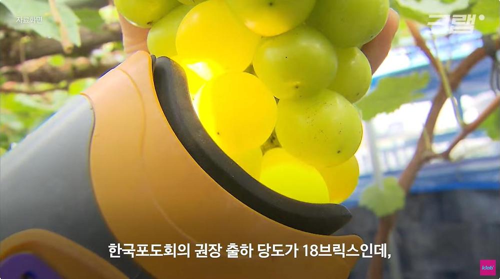 요즘 샤인머스캣 맛이 변한 진짜 이유