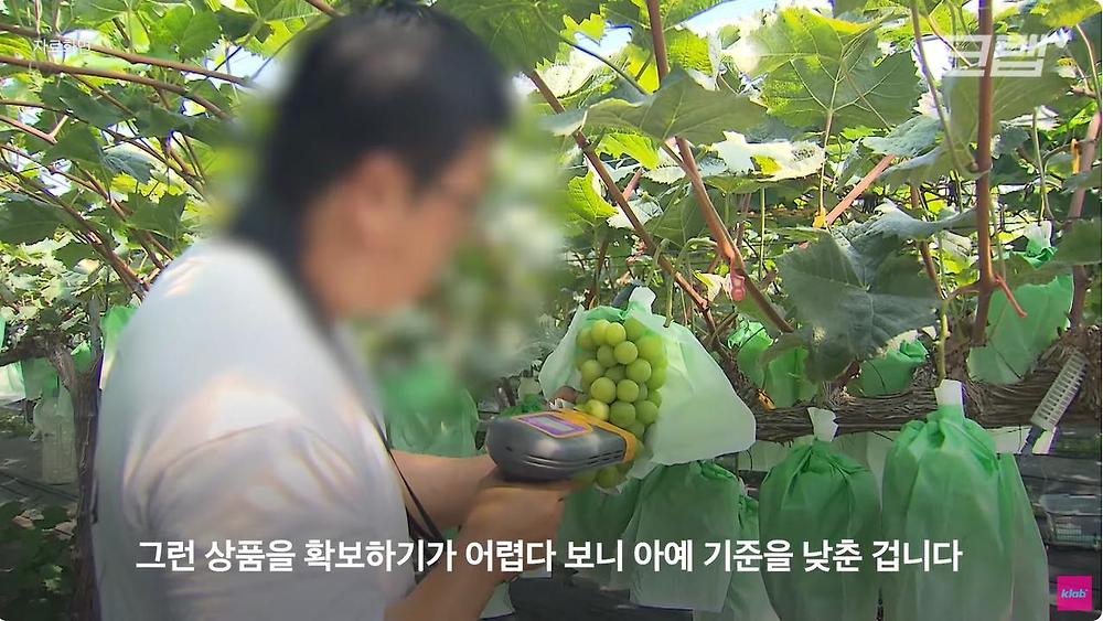 요즘 샤인머스캣 맛이 변한 진짜 이유
