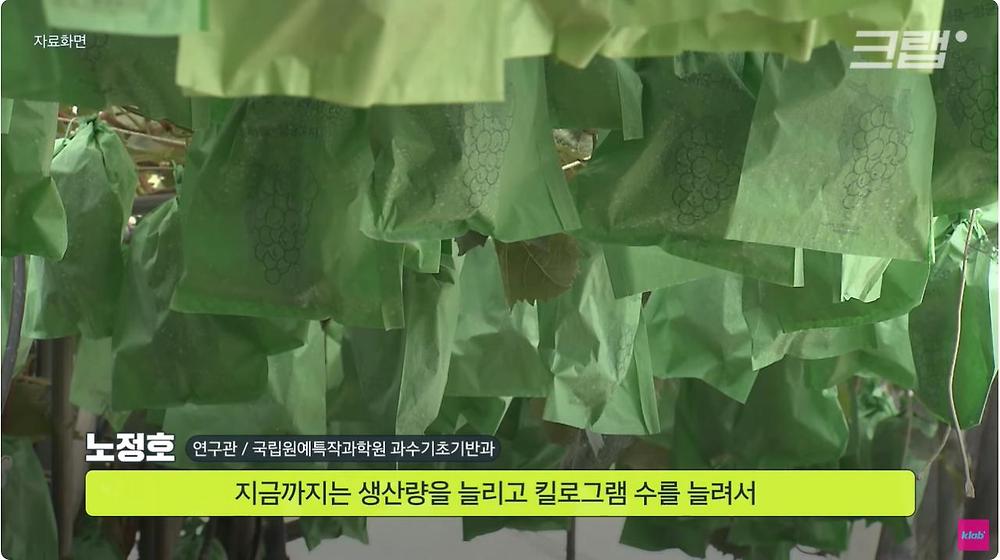 요즘 샤인머스캣 맛이 변한 진짜 이유