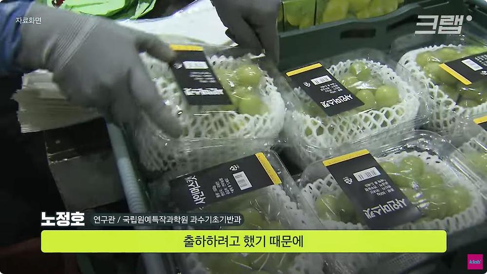 요즘 샤인머스캣 맛이 변한 진짜 이유