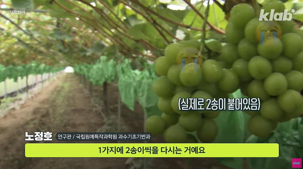 요즘 샤인머스캣 맛이 변한 진짜 이유
