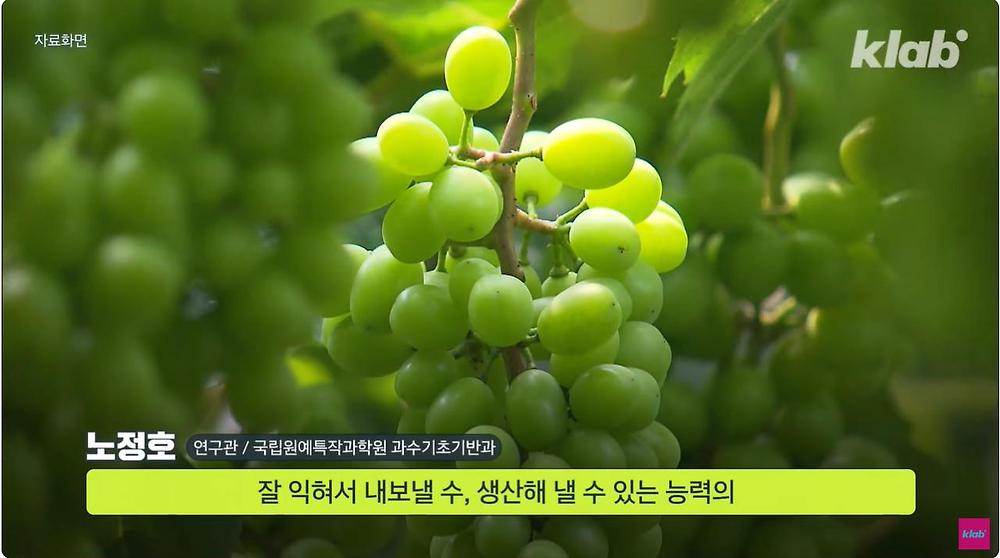 요즘 샤인머스캣 맛이 변한 진짜 이유