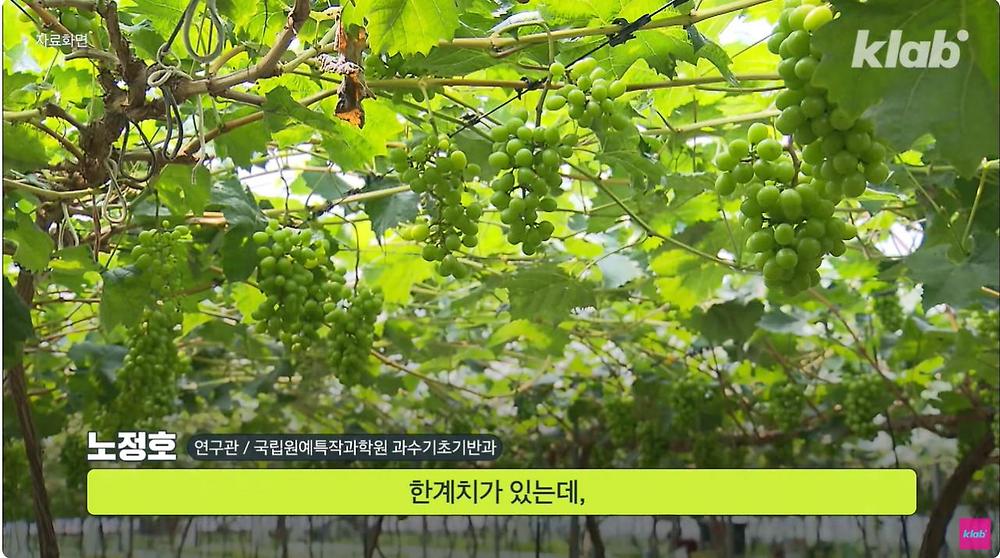 요즘 샤인머스캣 맛이 변한 진짜 이유
