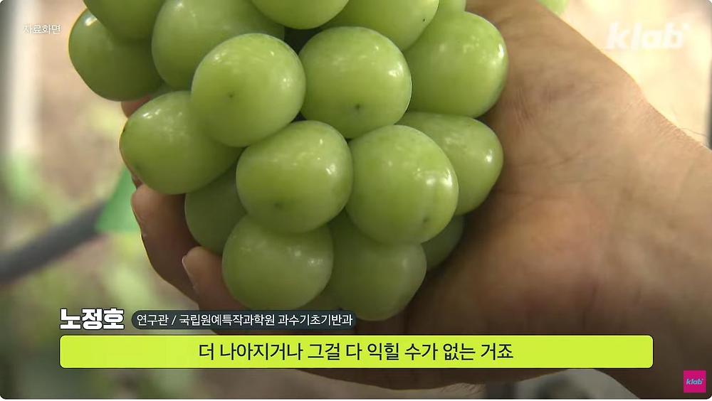 요즘 샤인머스캣 맛이 변한 진짜 이유