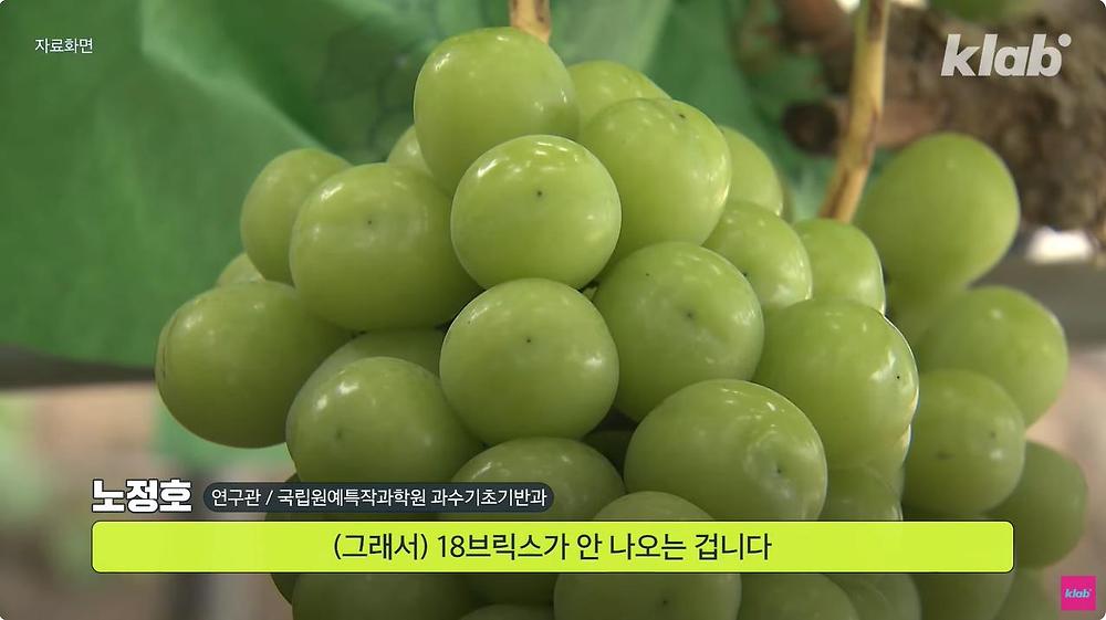 요즘 샤인머스캣 맛이 변한 진짜 이유