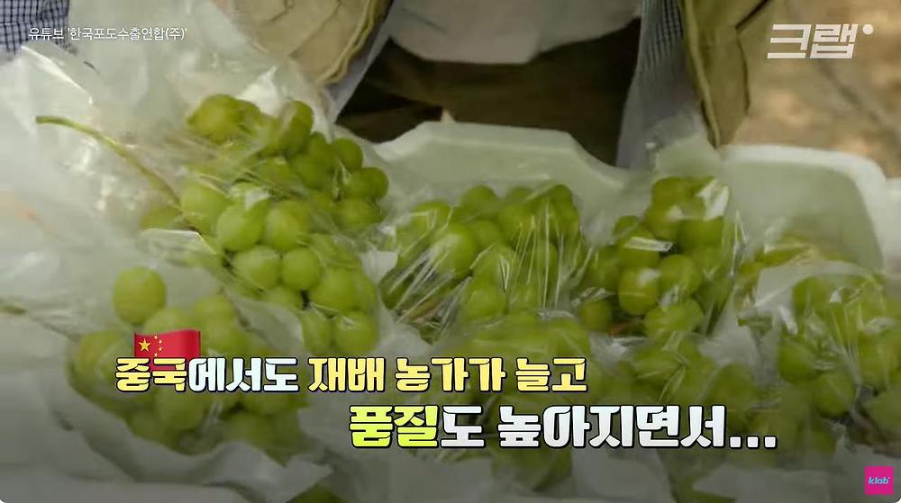 요즘 샤인머스캣 맛이 변한 진짜 이유
