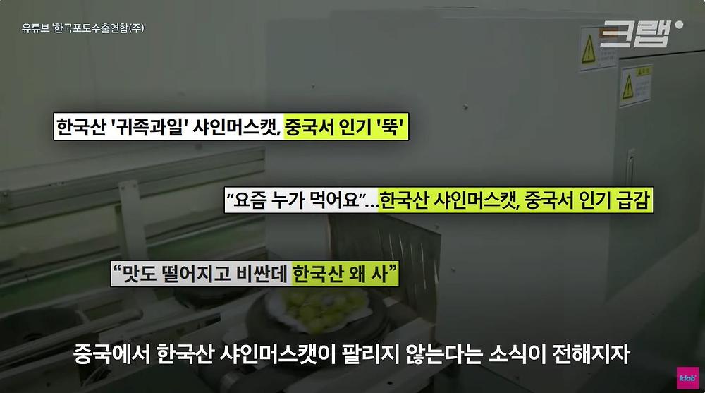 요즘 샤인머스캣 맛이 변한 진짜 이유