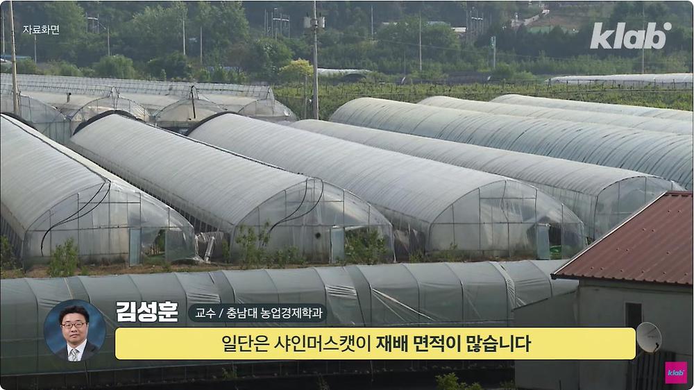 요즘 샤인머스캣 맛이 변한 진짜 이유