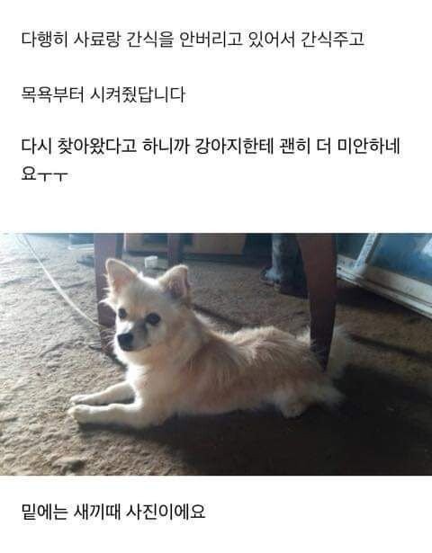 다른 집에 분양보냈던 강아지가 집까지 찾아왔네요ㅜㅜ