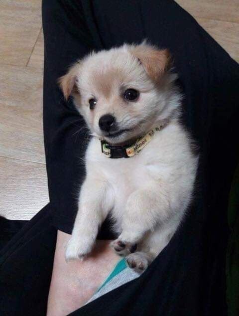다른 집에 분양보냈던 강아지가 집까지 찾아왔네요ㅜㅜ