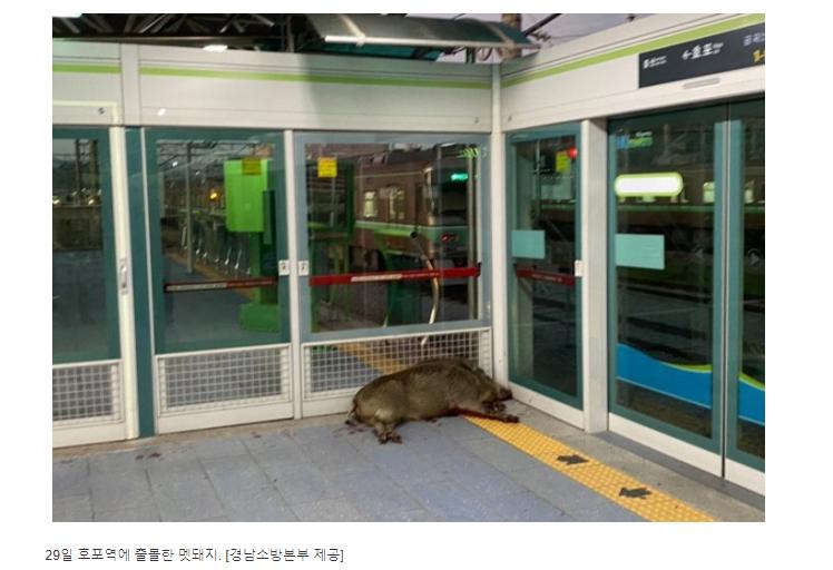 지하철역서 100kg 멧돼지 난동 팔 물린 30대 병원 이송
