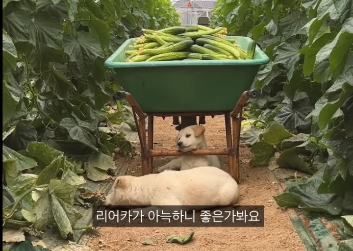 시골 강아지가 살 찌는 이유