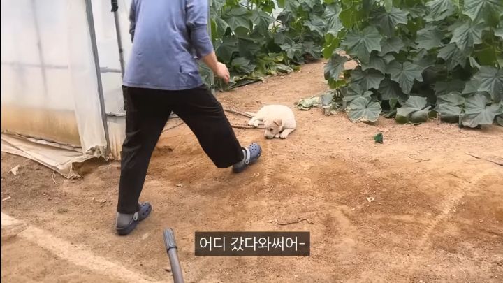 시골 강아지가 살 찌는 이유