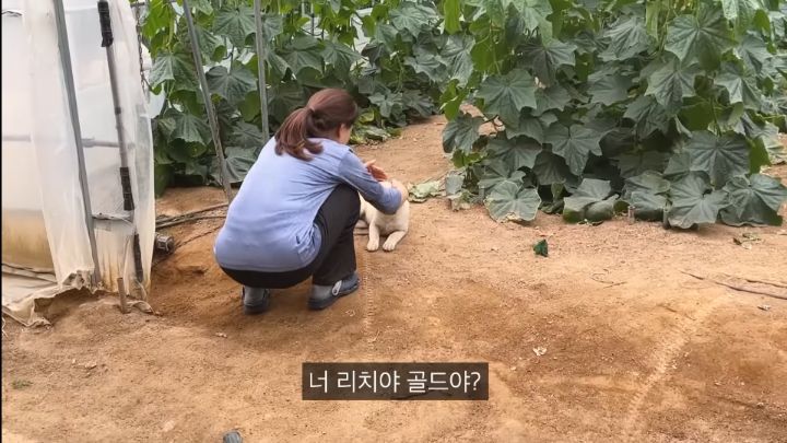 시골 강아지가 살 찌는 이유