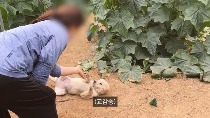시골 강아지가 살 찌는 이유