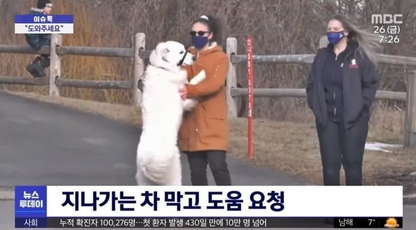 사람들이 왕댕이를 키우는 이유
