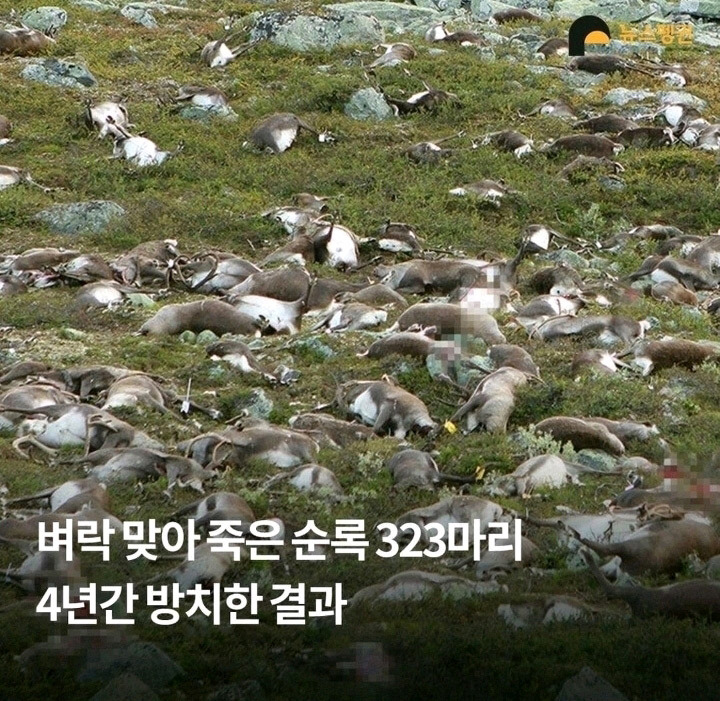 벼락 맞아 죽은 순록 323마리 4년간 방치한 결과