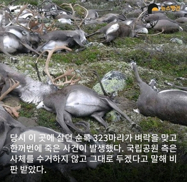 벼락 맞아 죽은 순록 323마리 4년간 방치한 결과
