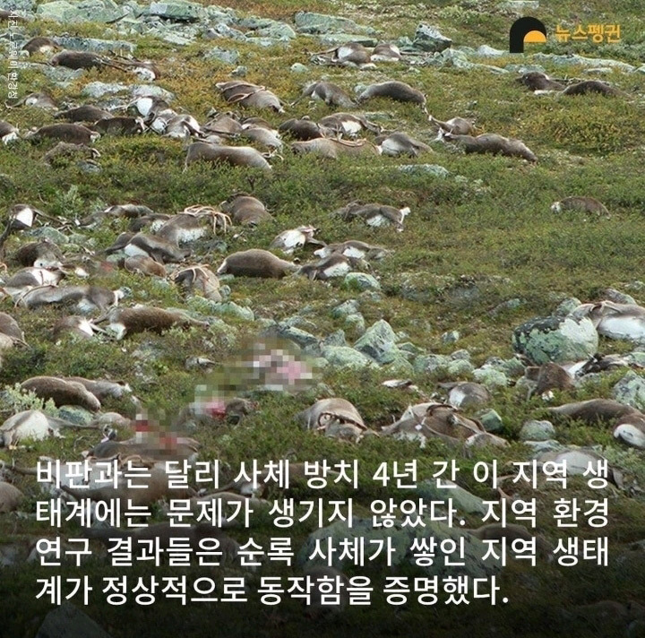 벼락 맞아 죽은 순록 323마리 4년간 방치한 결과