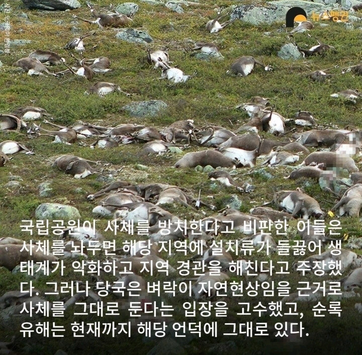벼락 맞아 죽은 순록 323마리 4년간 방치한 결과