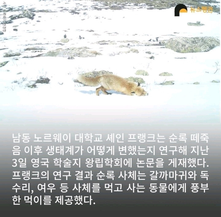 벼락 맞아 죽은 순록 323마리 4년간 방치한 결과