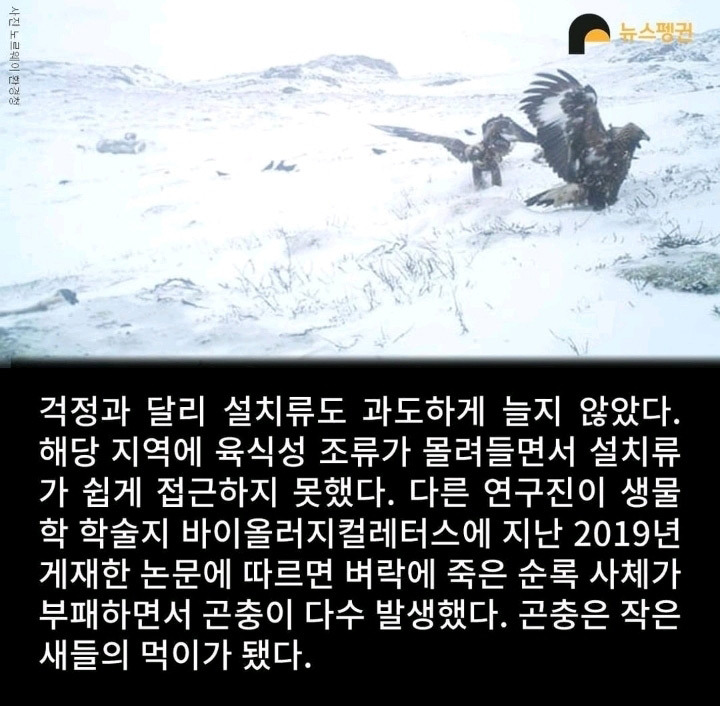 벼락 맞아 죽은 순록 323마리 4년간 방치한 결과