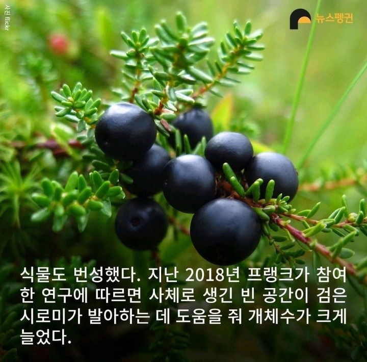 벼락 맞아 죽은 순록 323마리 4년간 방치한 결과