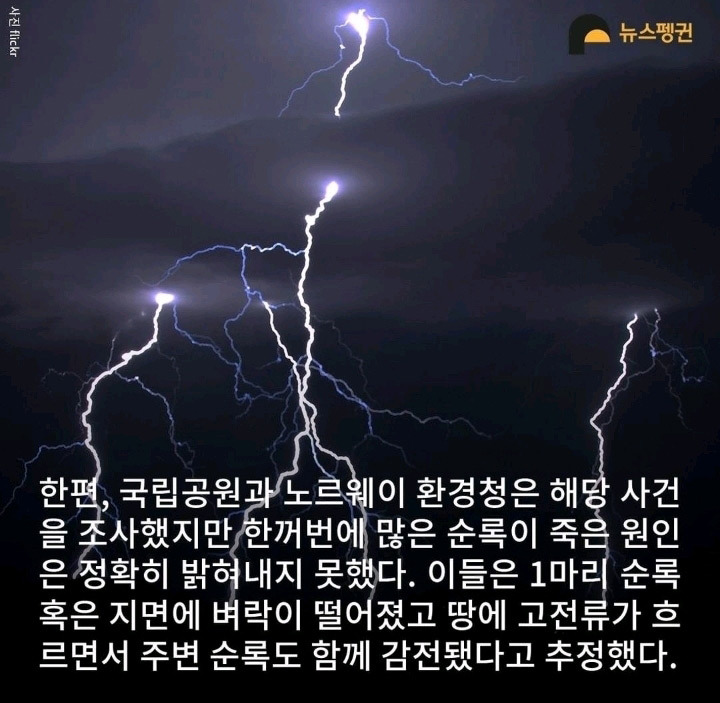 벼락 맞아 죽은 순록 323마리 4년간 방치한 결과