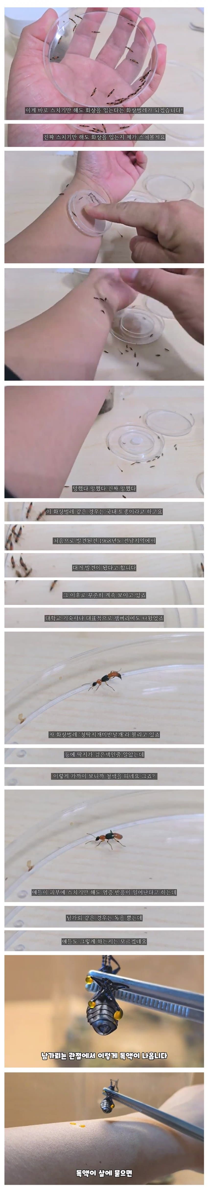 약혐) 스치기만해도 화상을 입는다는 벌레로 실험한 유튜버