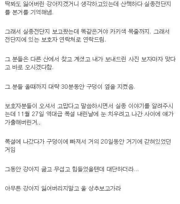 20일 동안 실종된 개를 구조한 강아지