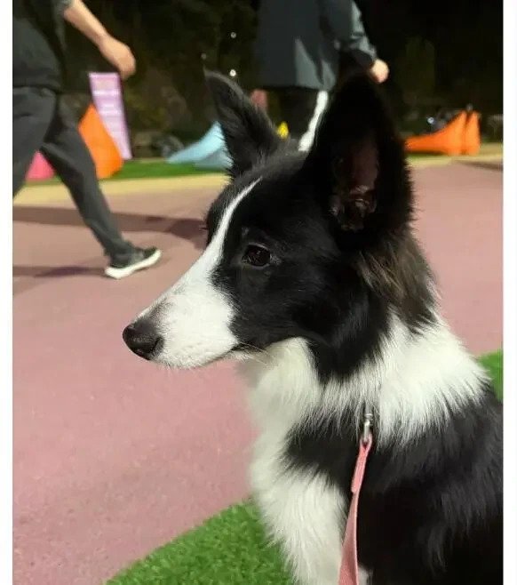 20일 동안 실종된 개를 구조한 강아지