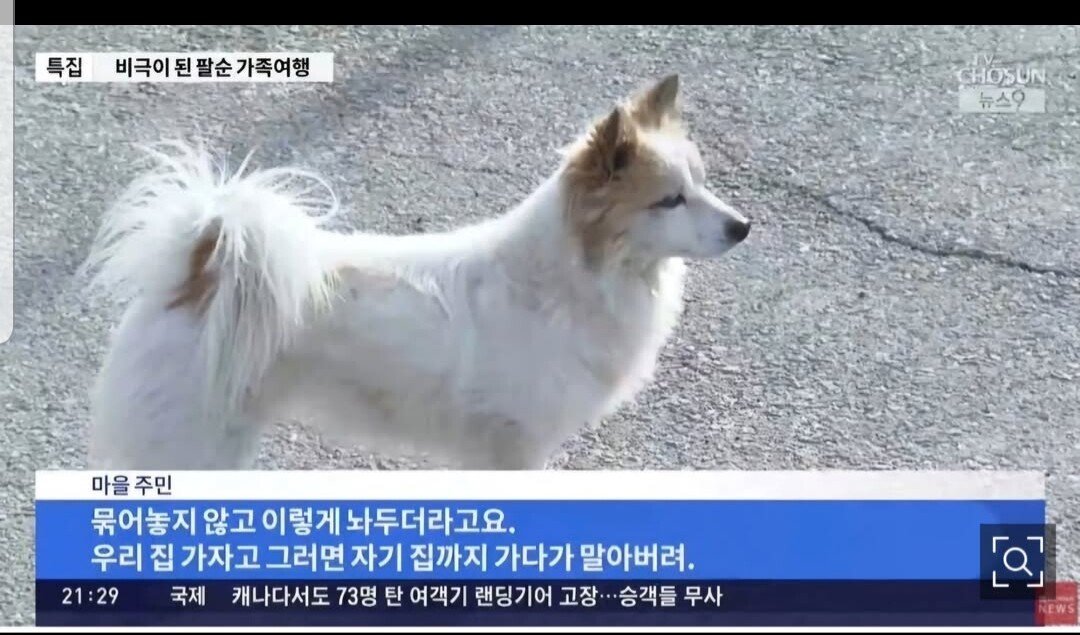 제주항공 사고 일가족 9명.. 돌아가신 집 강아지