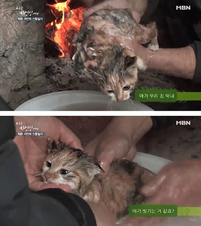 고양이를 산채로 솥에 넣는 자연인