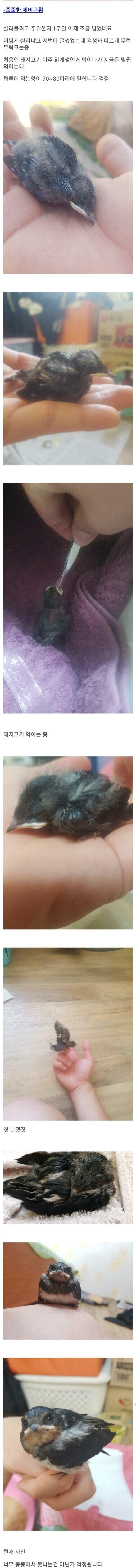 안흔한 디씨인의 새줍 후기