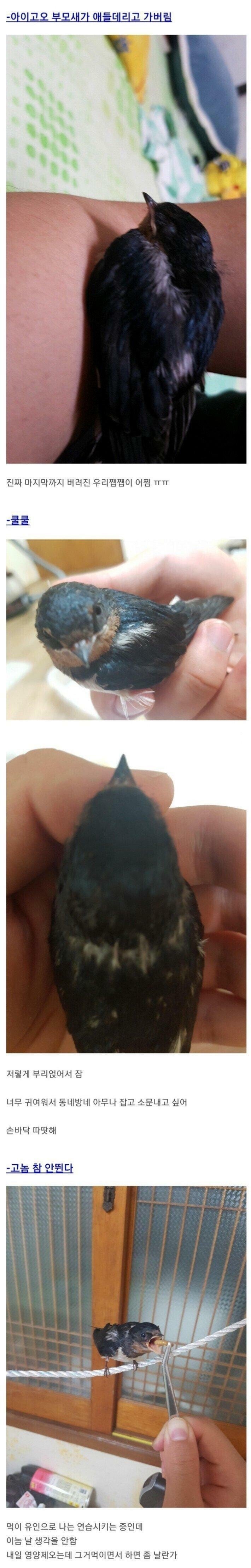 안흔한 디씨인의 새줍 후기