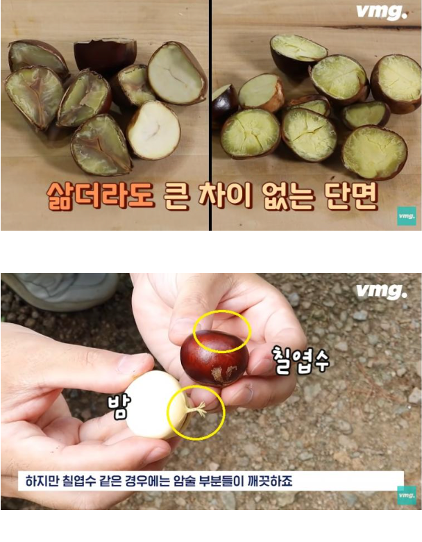 밤인 줄 알고 먹으면 큰일나는 밤같이 생긴 열매