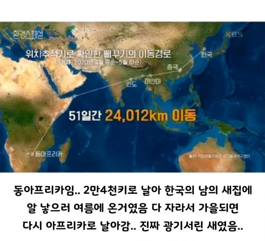 육아 회피에 진심인 뻐꾸기