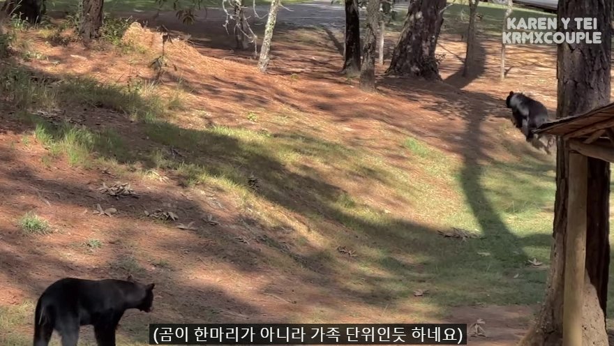 한국인 유튜버가 멕시코 별장 갔다가 생긴 일