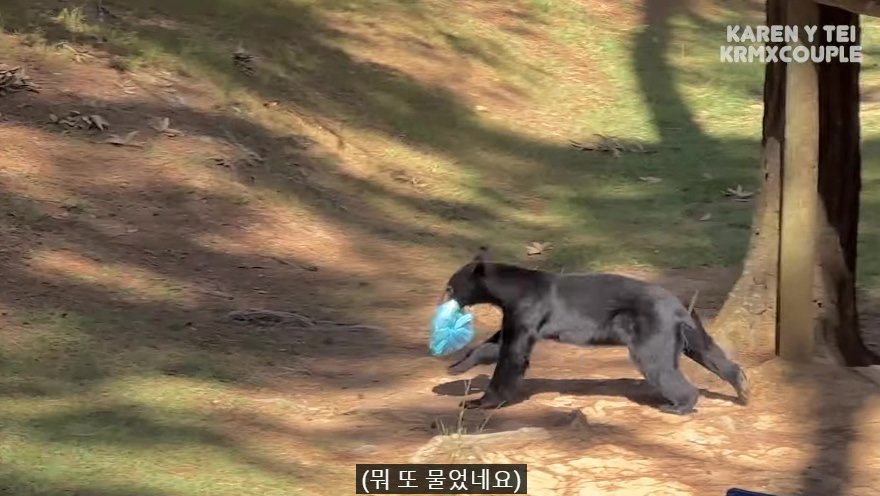 한국인 유튜버가 멕시코 별장 갔다가 생긴 일