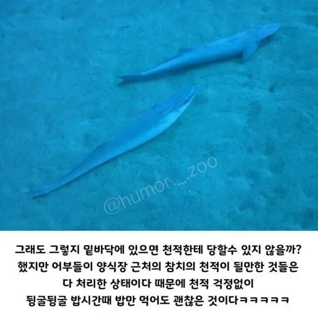 인간 덕분에 꿀빨고 있는 생물