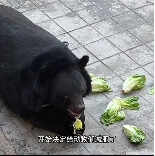 관광객들이 사료 주는 중국 동물원