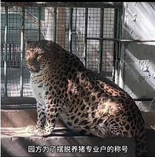관광객들이 사료 주는 중국 동물원