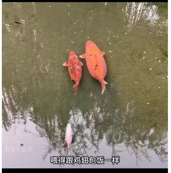 관광객들이 사료 주는 중국 동물원